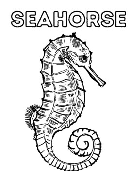 Seahorse coloring page by lindsey forkel tpt