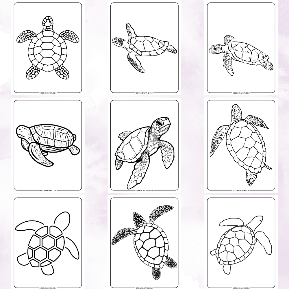 Page sea turtle coloring page book