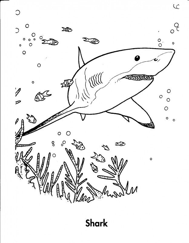 Free printable shark coloring pages for kids shark coloring pages shark pictures coloring pages to print