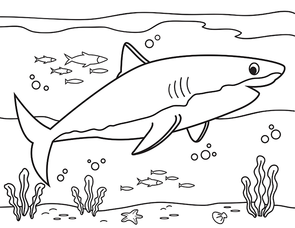 Printable great white shark coloring page shark coloring pages coloring pages ocean coloring pages