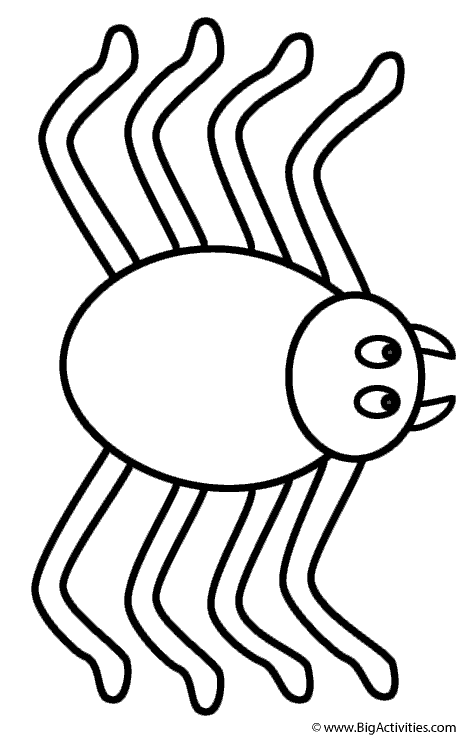 Spider