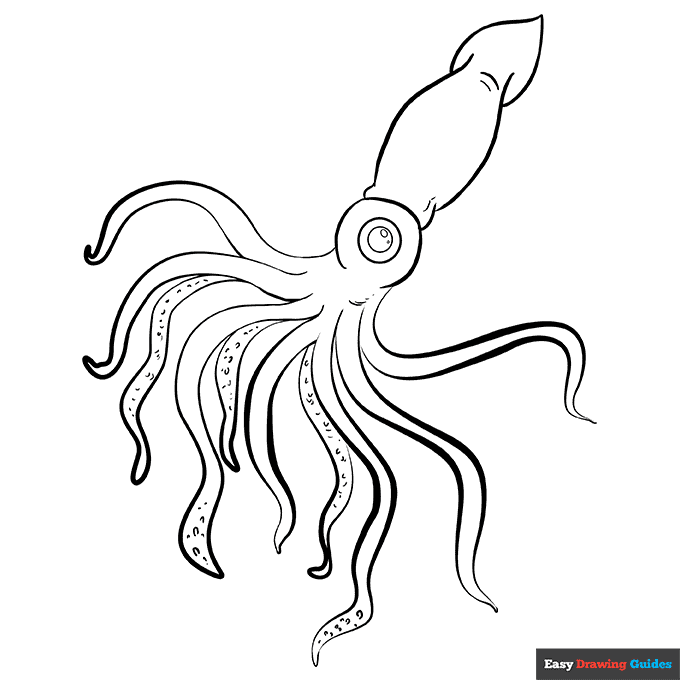 Squid coloring page easy drawing guides