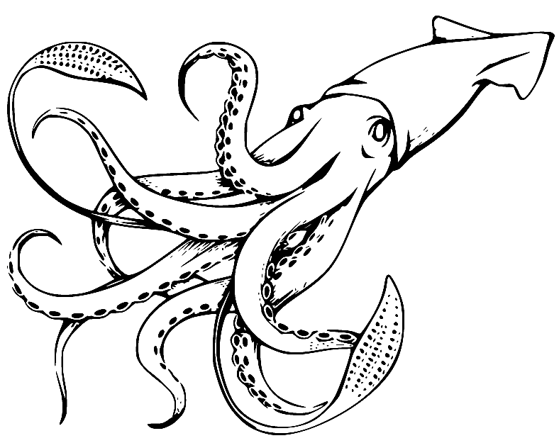 Squid coloring pages printable for free download