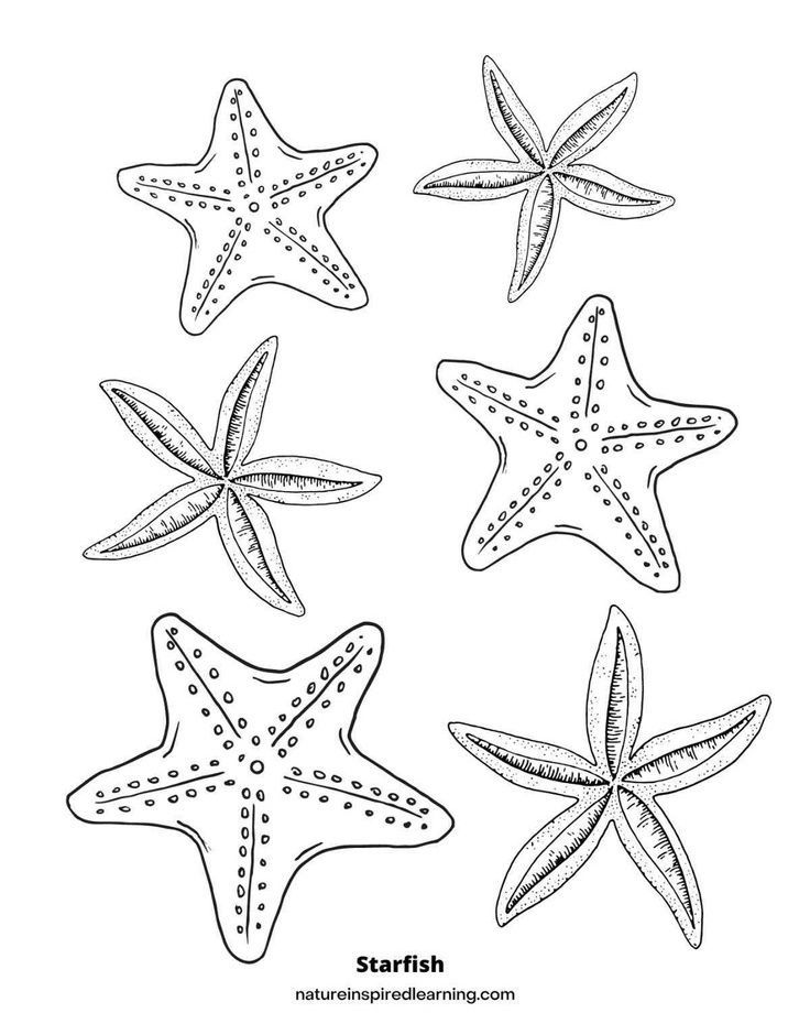 Realistic starfish coloring pages free printable coloring pages kindergarten coloring sheets coloring pages