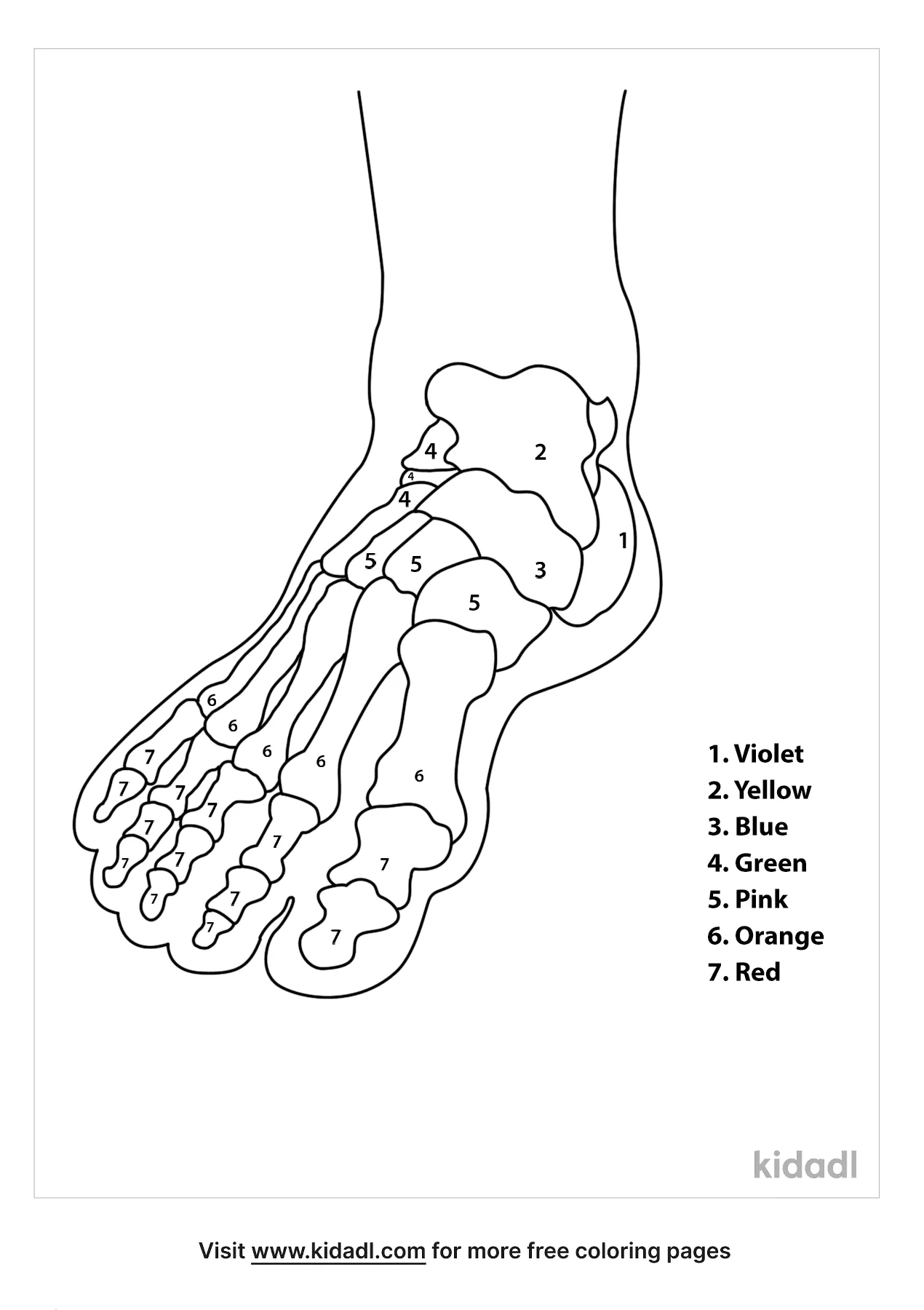 Free color the bones of the foot coloring page coloring page printables