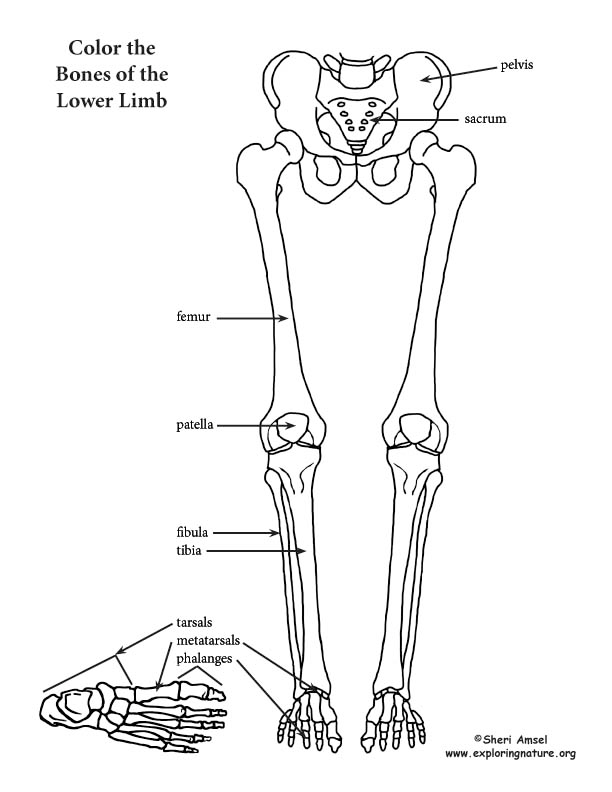 Lower limb thigh leg and foot coloring page lower limb anatomy coloring book human body anatomy