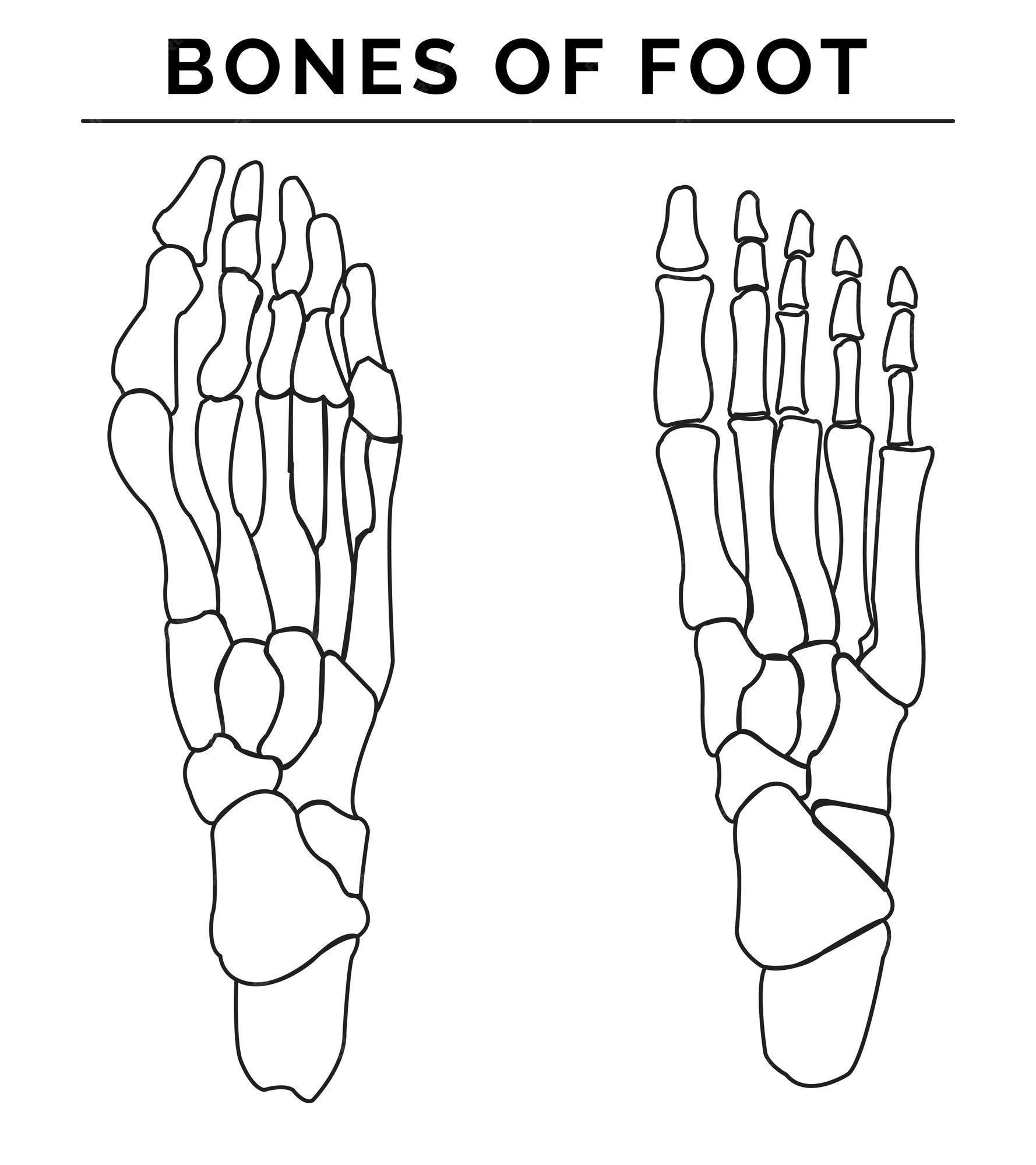 Premium vector bones of foot vector illustration