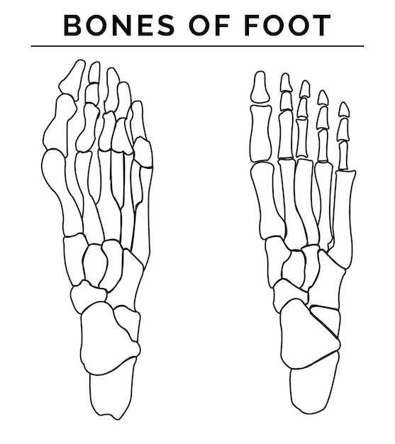 Premium vector bones of foot vector illustration