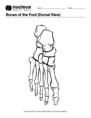 Bones of the foot dorsal view anatomy coloring book skeleton drawings coloring books