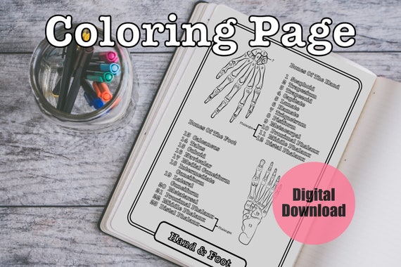 Hand foot bones anatomy coloring page study guide bones