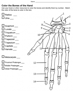 Color the bones of the hand