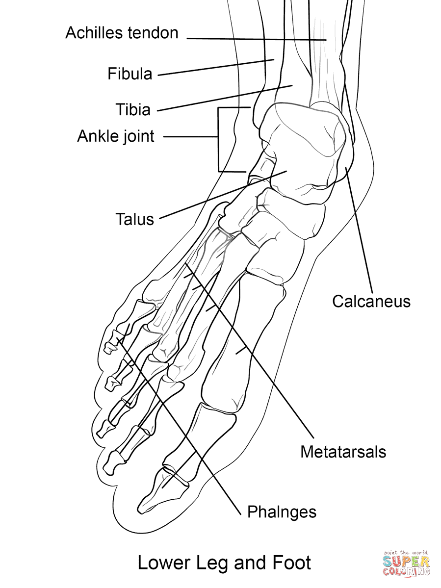 Human foot bones coloring page free printable coloring pages human skeleton anatomy anatomy coloring book anatomy