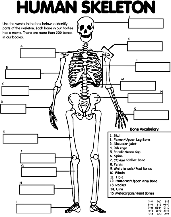 Human skeleton