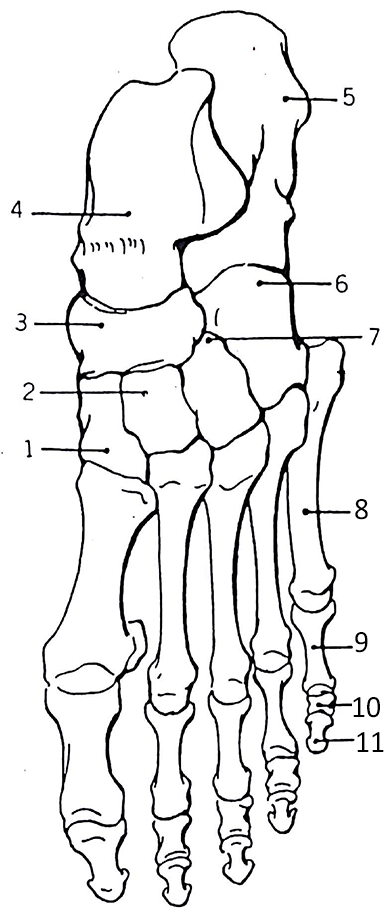 Color the bones of the foot