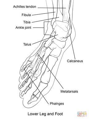 Human foot bones coloring page from anatomy category select from printable crafts of cartoons naâ human skeleton anatomy skeleton anatomy coloring pages