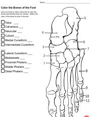 Bones of footpdf