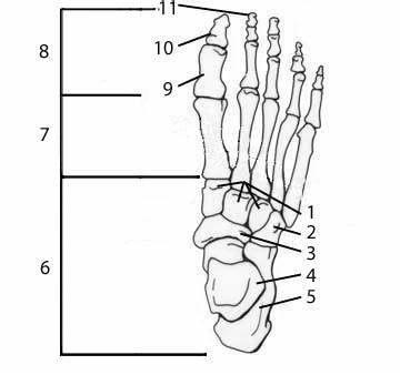 Color the bone of the foot diagram