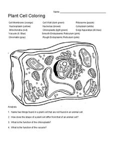 Plant cell coloring worksheet for th