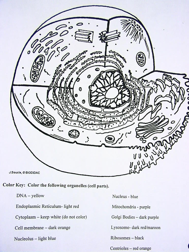 Cell coloring diagrams winnacunnet biology