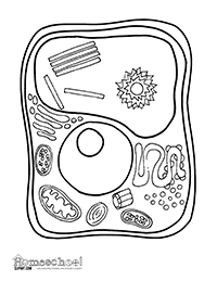 Cell coloring page