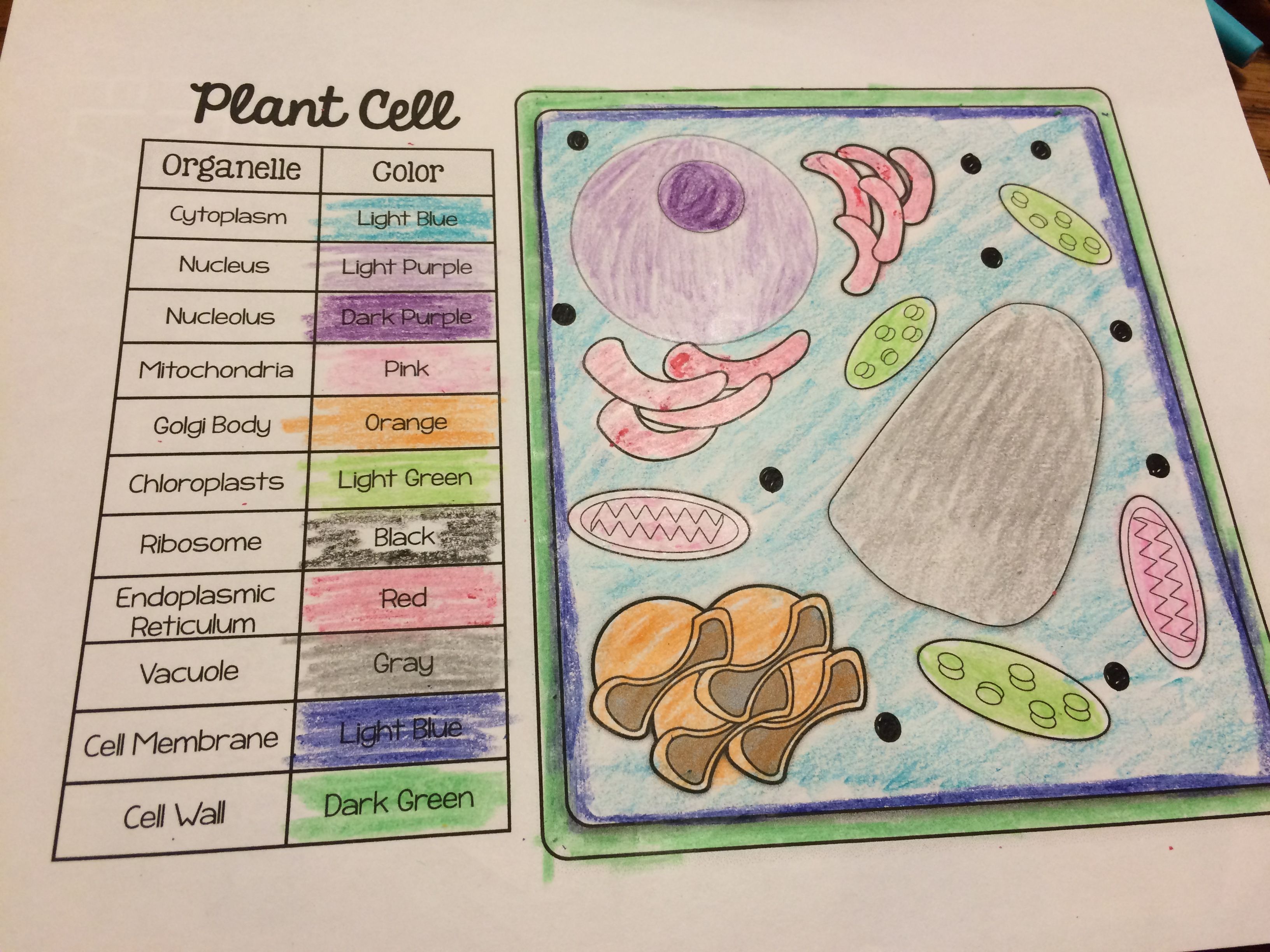 Animal and plant cell match and color pages freebie plant cell science cells plant and animal cells