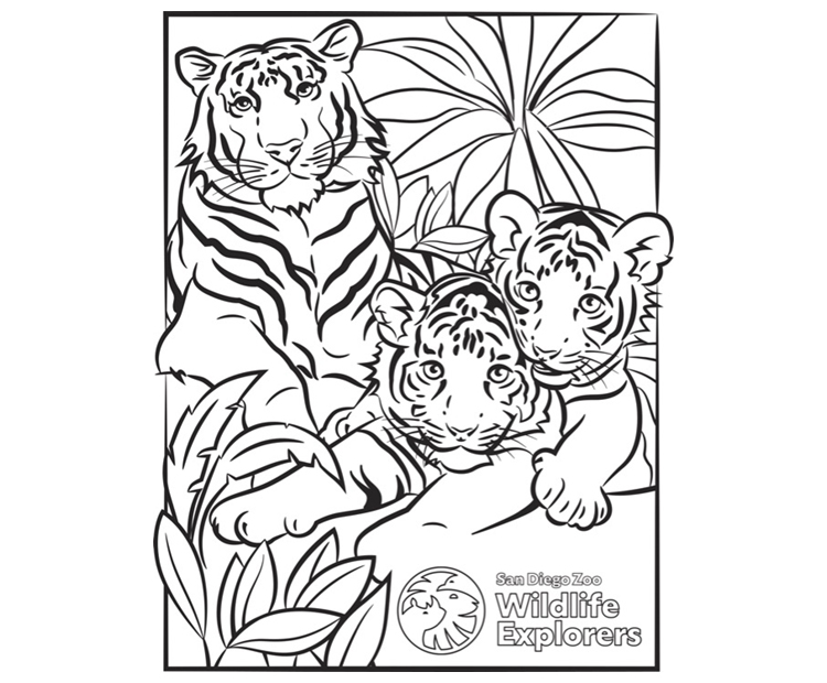 Coloring page tiger family san diego zoo wildlife explorers