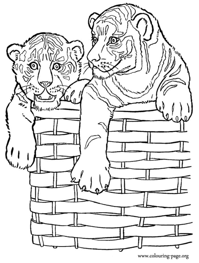 Adorable tiger cubs in a basket