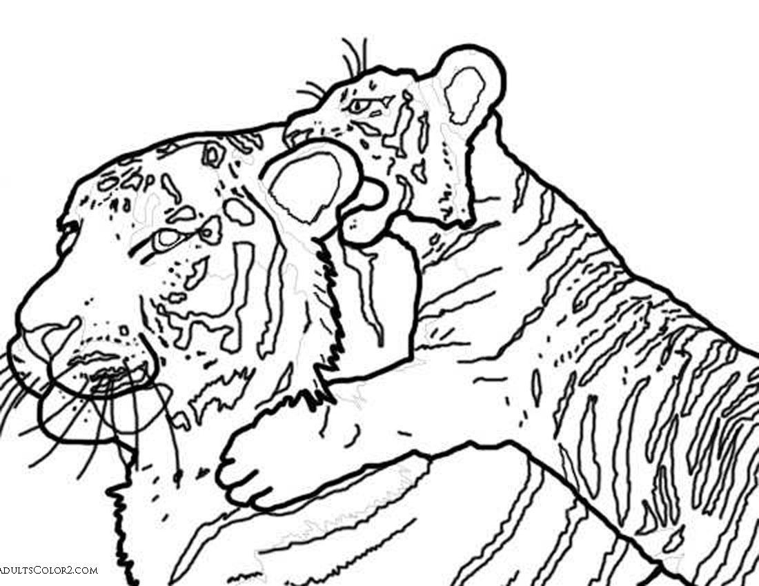 Tiger coloring pages powerful pussycats