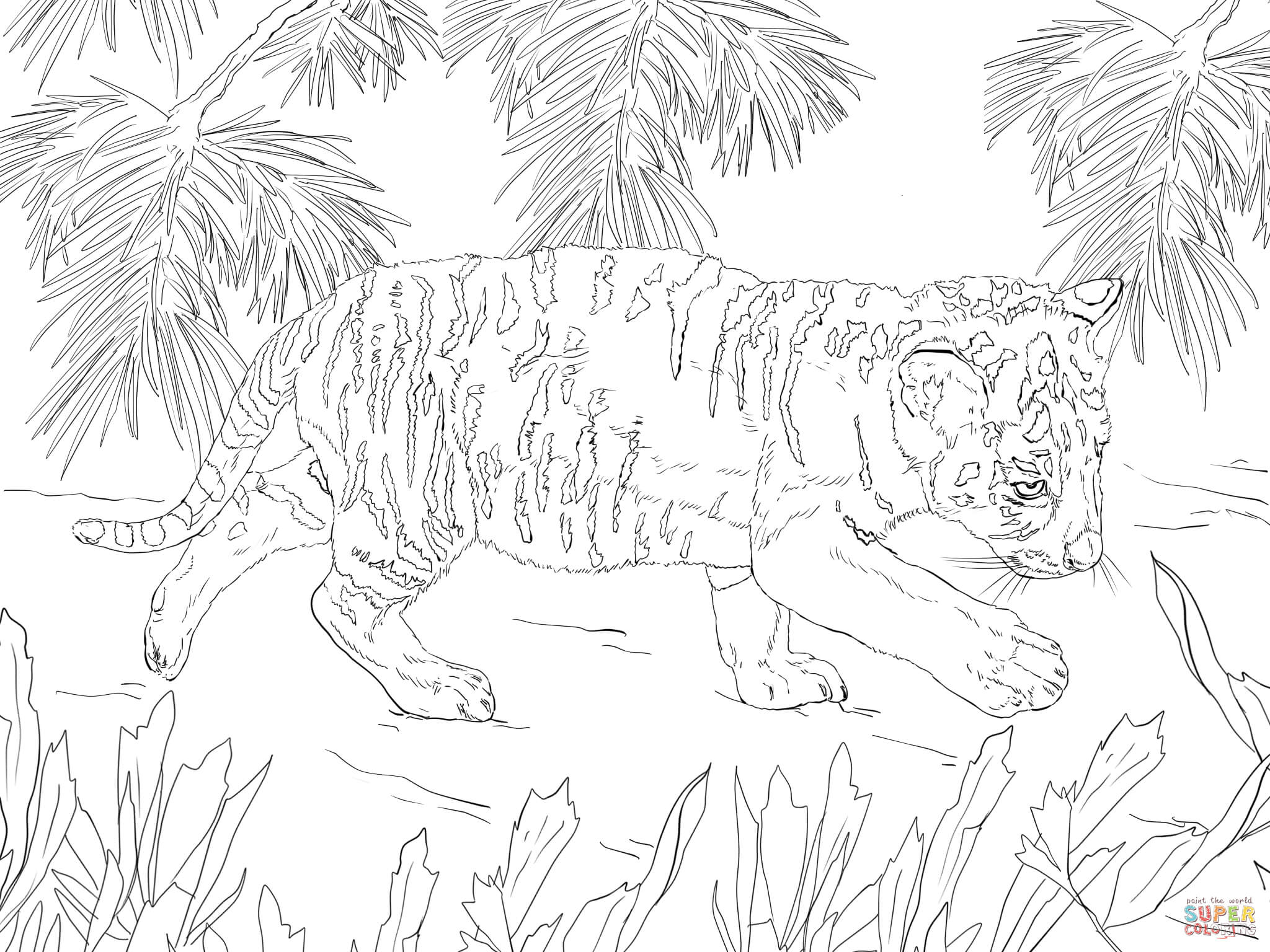 Snow tiger cub coloring page free printable coloring pages