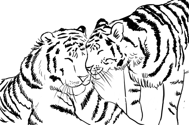 Tiger and cub coloring page