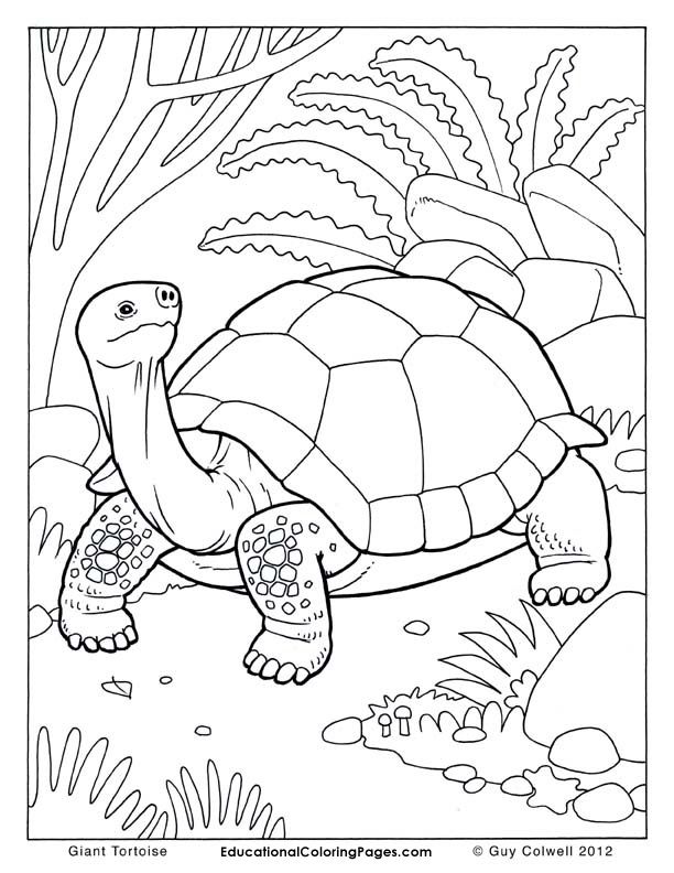 Tortoise coloring pages tortoise colouring turtle coloring pages animal coloring books zoo animal coloring pages