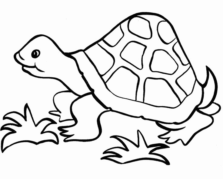 Tortoise coloring pages