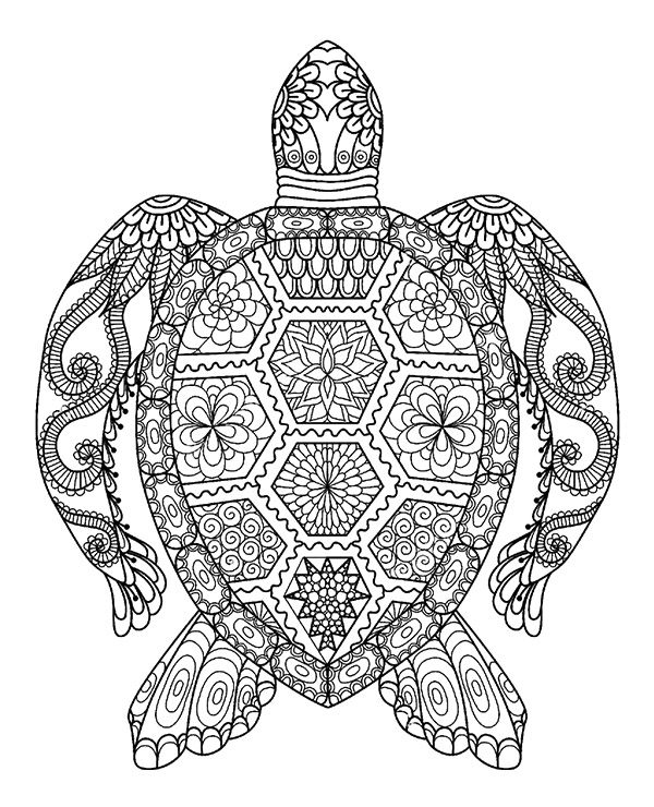 Turtle tortoise