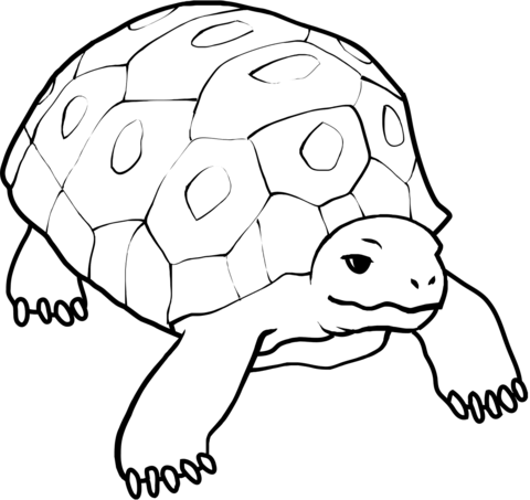 Tortoise coloring pages free coloring pages