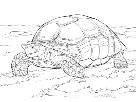 Sulcata tortoise coloring page free printable coloring pages
