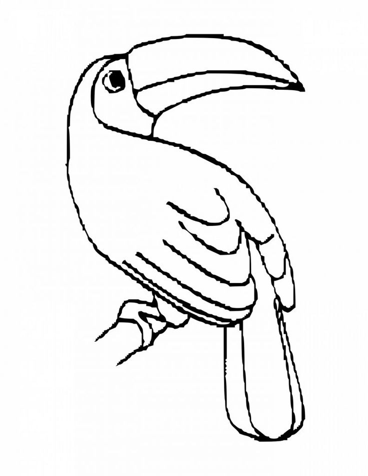 Toucan coloring pages