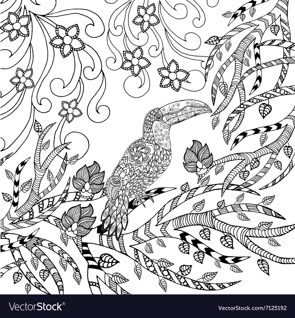 Toucan coloring page royalty free vector image