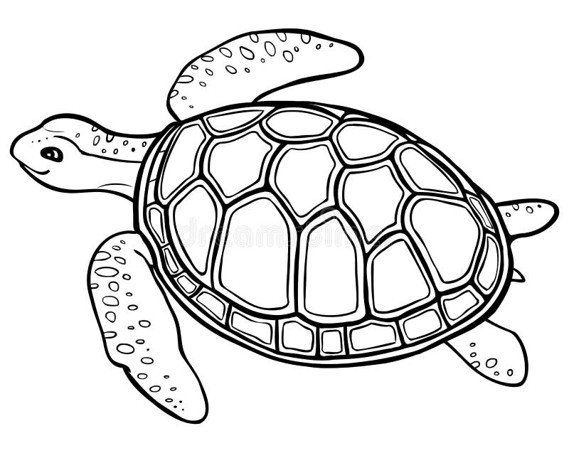 Contour turtle