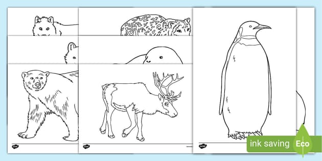 Winter animals louring sheets teacher made