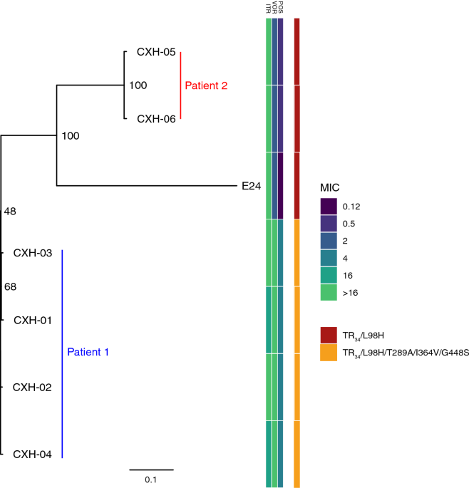 Phenotypic variants of azole