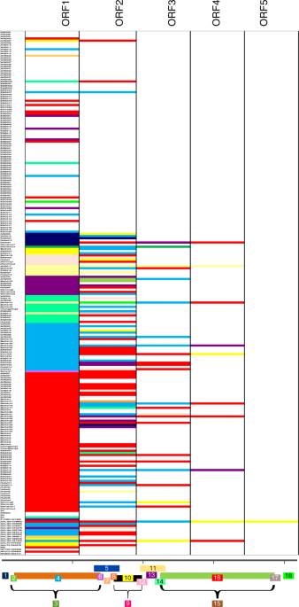 Rapid de novo evolution of lysis genes in single