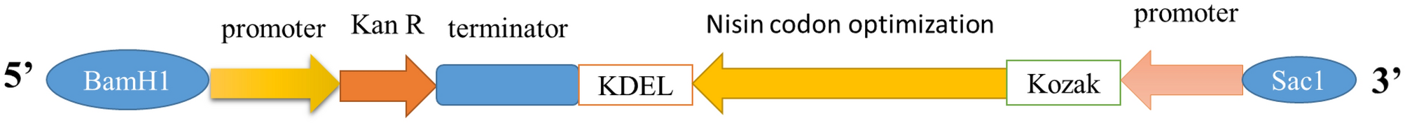 Evaluation of antibacterial properties of nisin peptide expressed in carrots scientific reports