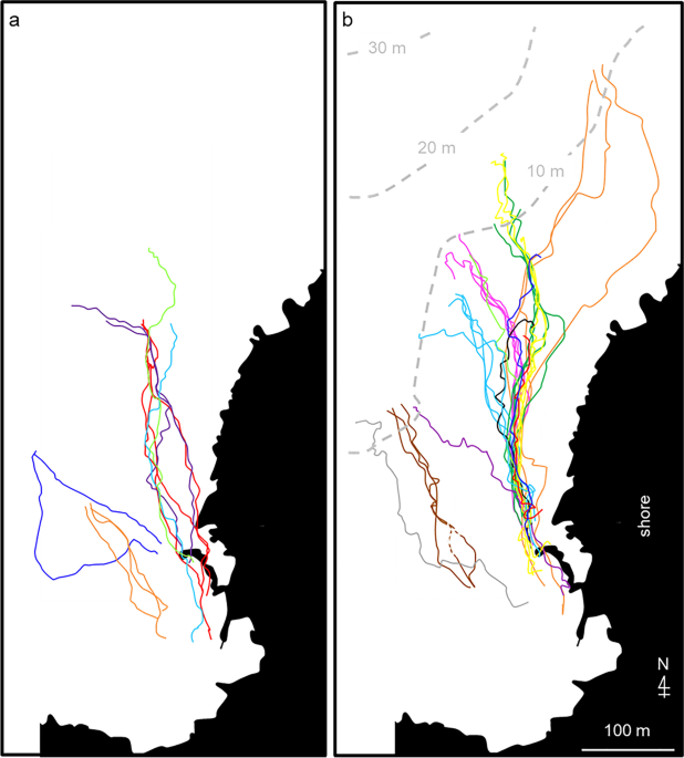 Male territory