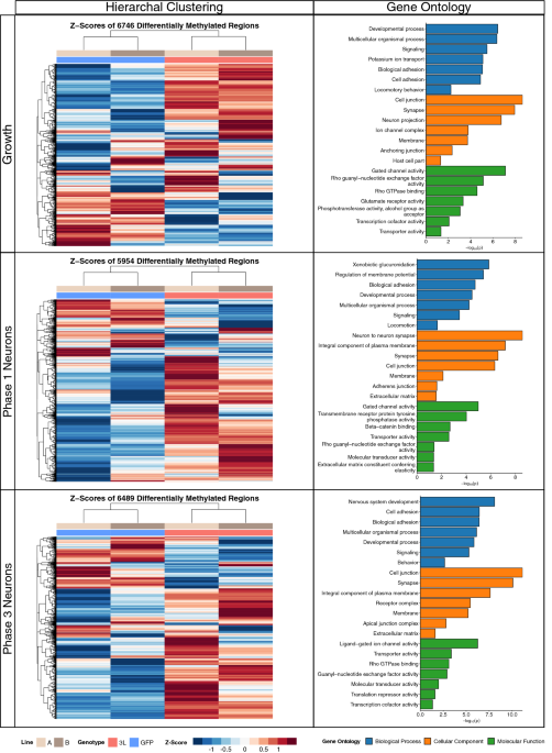 Stable dnmtl overexpression in sh