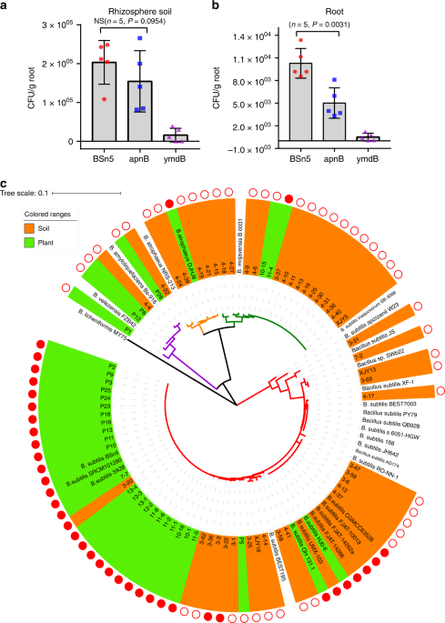 Endophyte bacillus subtilis evade plant defense by producing lantibiotic subtilomycin to mask self