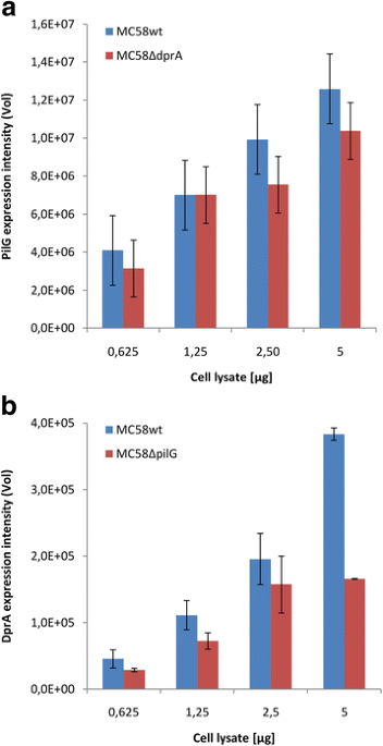 Parative proteomic analysis of neisseria meningitidis wildtype and dpra null mutant strains links dna processing to pilus biogenesis bmc microbiology full text