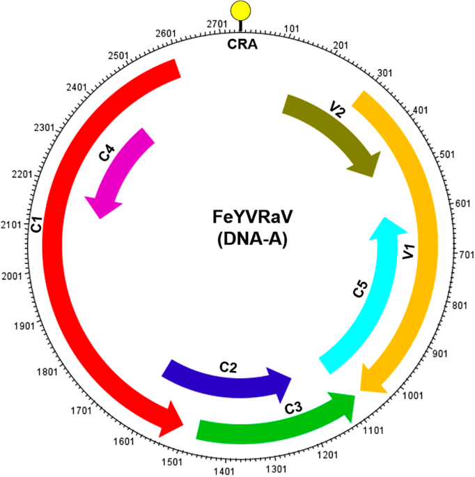 Association of a novel begomovirus species with fenugreek yellow vein disease in india molecular biology reports