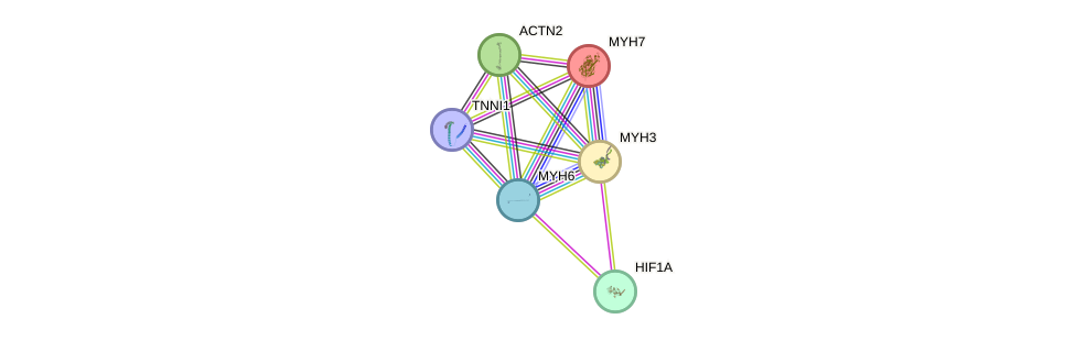 Myh gene