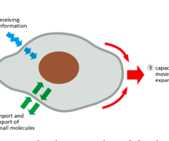 Cell bio exam study guide flashcards