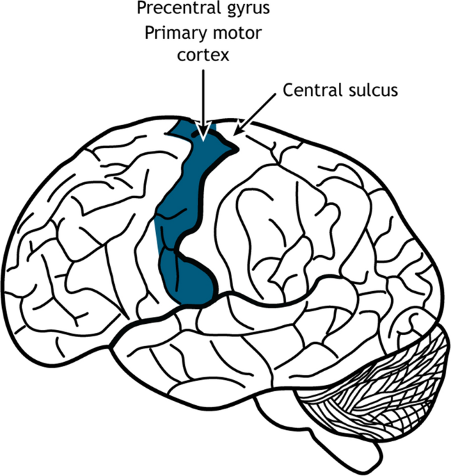 Muscles or movements representation in the nascent brain sciences journal of the history of biology